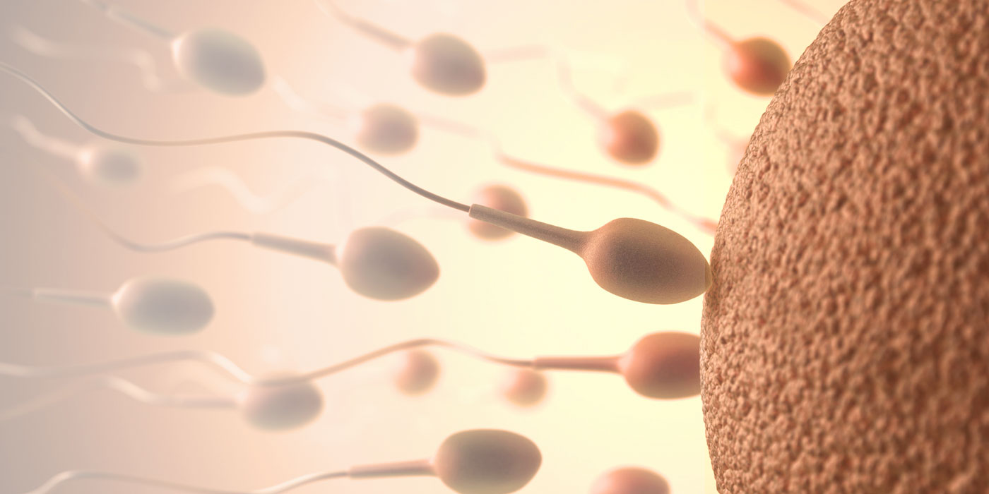 EcoFoodFertilityTHE NEW MODELof evaluation